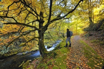 Bosque de Muniellos