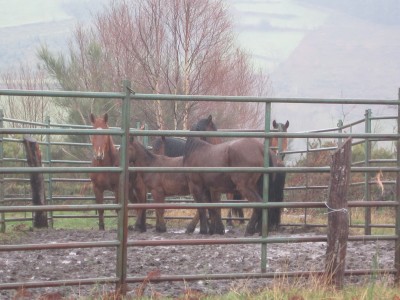 Los caballos en dependencias municipales