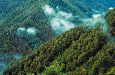 Bosque de Muniellos en Cangas del Narcea