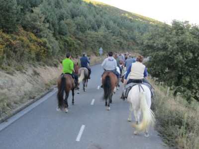 concurso morfologico caballos