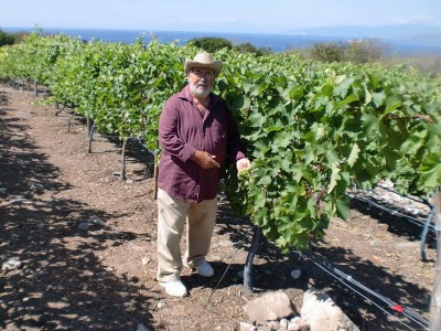 Antonio en sus viñas dominicanas
