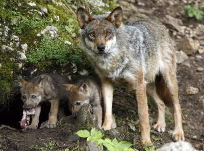 lobos. El Comercio