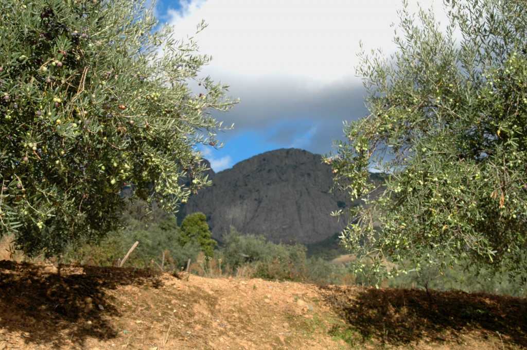 Olivos en Berzocana con la sierra al fondo