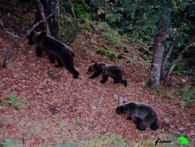 osos en Cangas