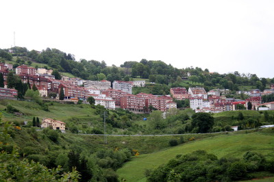 tineo