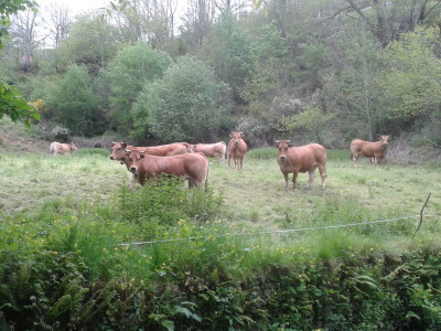 vacas