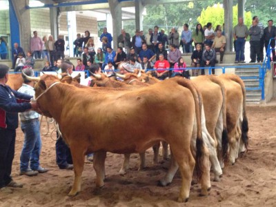 ASEAVA.- Lote campeón normal