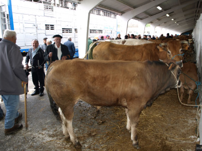 Detalle feria