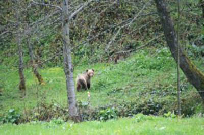 Oso suelto en Larón