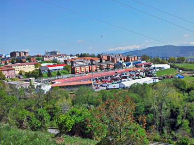 Tineo