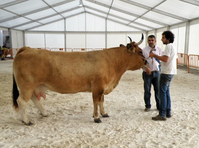 "Serena", vaca ganadora culón