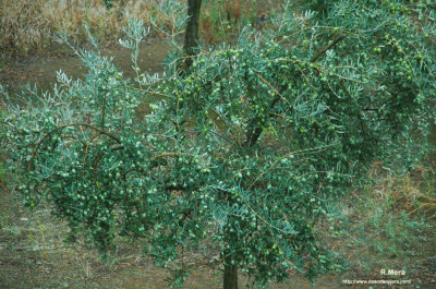 olivos copia copia