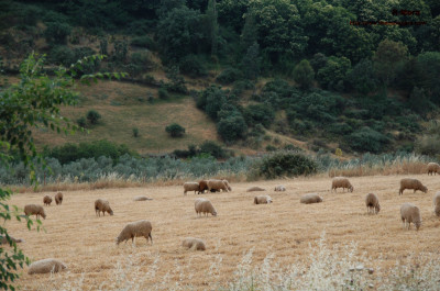 Ovejas en las cercanías de Berzocana