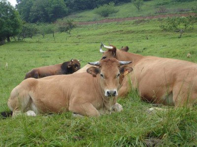 asturiana