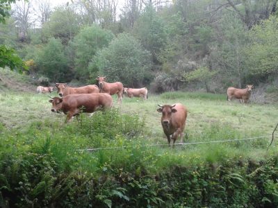 MERA.- Reses en Cangas del Narcea