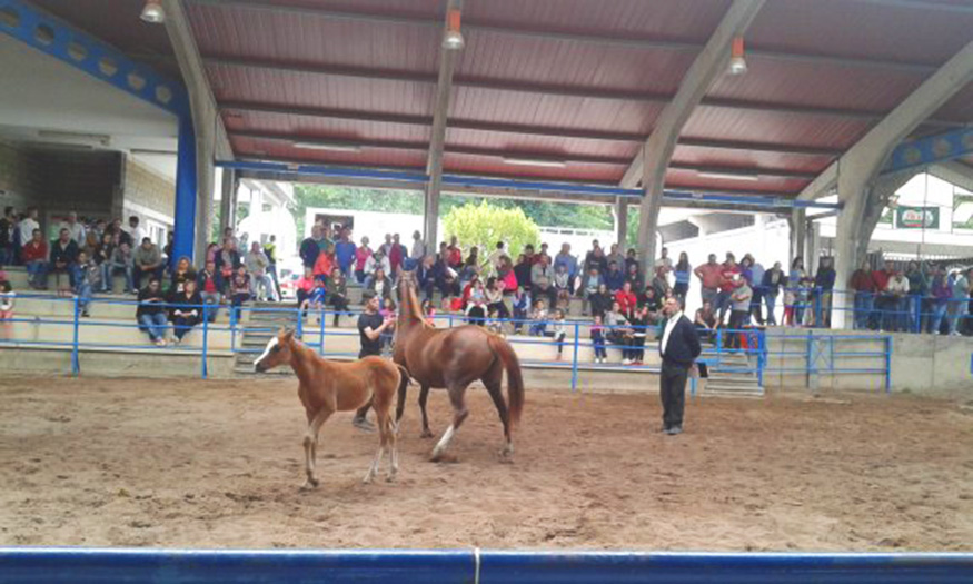 CANGAS DEL NARCEA.- Caballos de raza en La Himera