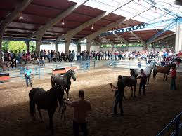 CANGAS DEL NARCEA.- Caballos en La Himera