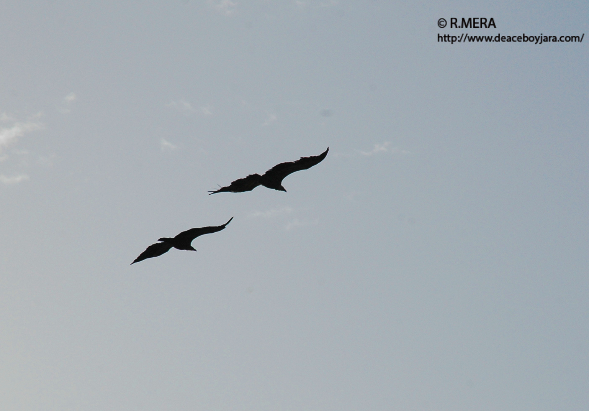 BERZOCANA/NARCEA.- La foto y su pie: Buitres