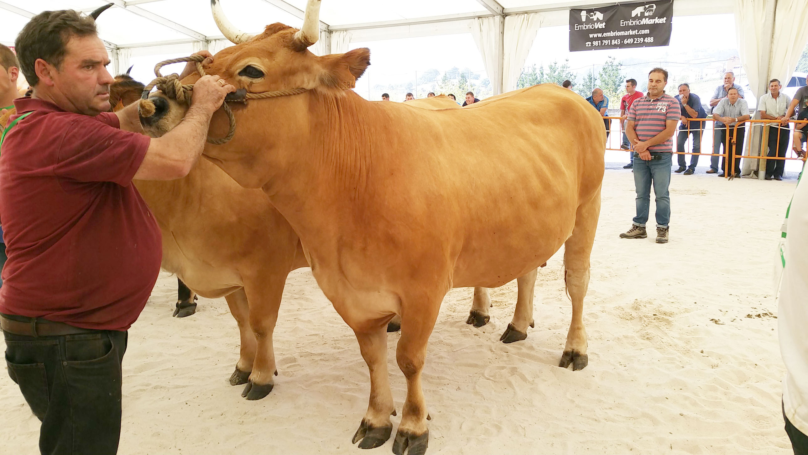 TINEO.- Ganaderías de Valdés, Llanera, Salas y Tineo triunfan en el  Concurso de Ganado .