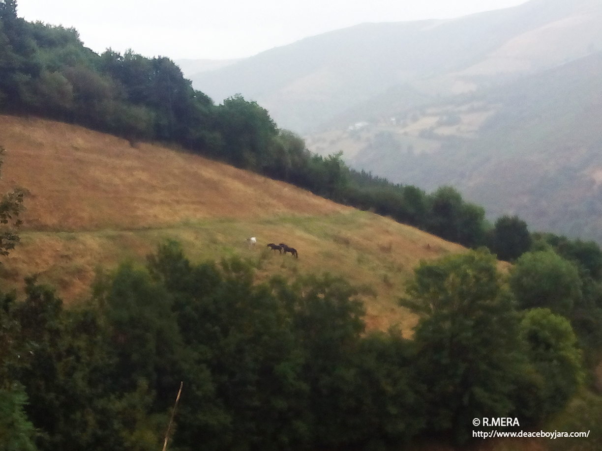 CANGAS DEL NARCEA.- La foto su pie: ¡Llueve!