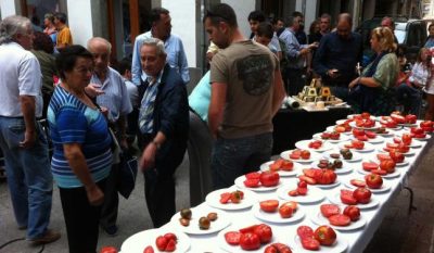 Tomates en la pasada edición del concurso en Cangas del Narcea