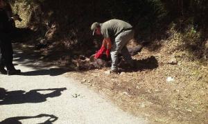 CANGAS DEL NARCEA.- El oso de Moal murió de un disparo