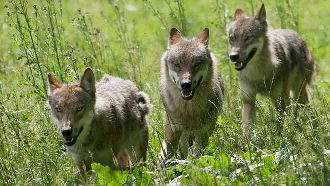 TINEO.- El alcalde demanda a la Consejería de Desarrollo Rural un mayor control del lobo.