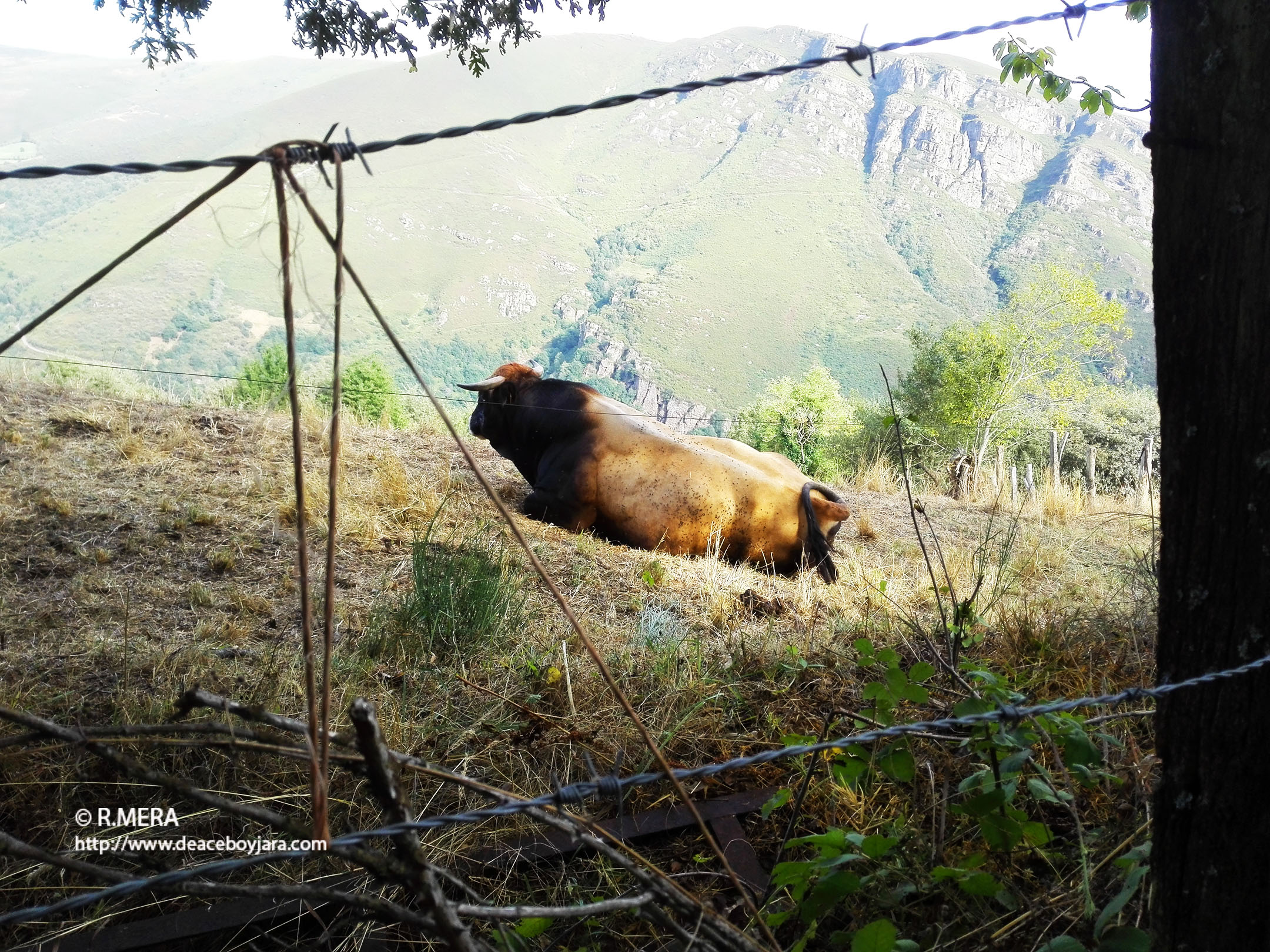 La foto y su pie: Soledad bovina