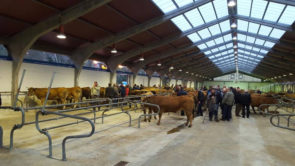 CANGAS DEL NARCEA.- La Feria de San Andrés, “que fue y ya no es”