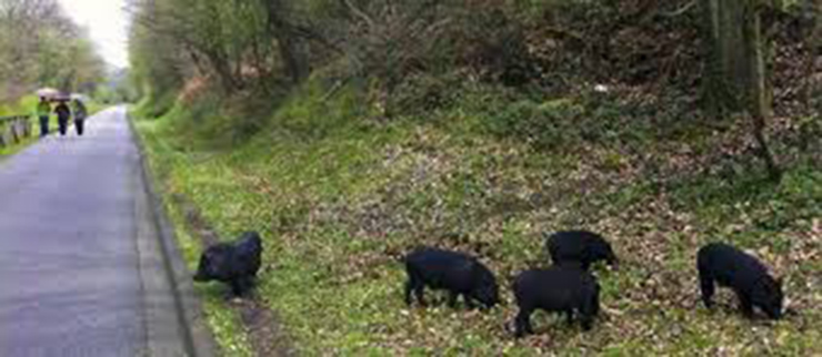 CANGAS DEL NARCEA.- Animales en la carretera. La culpa fue de chaca-cha