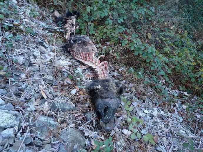 CANGAS DEL NARCEA.- Aparece otro oso muerto en las cercanías de Moal