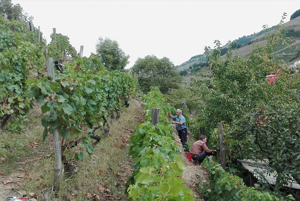 CANGAS DEL NARCEA.- La superficie de viñedos aumentará notablemente