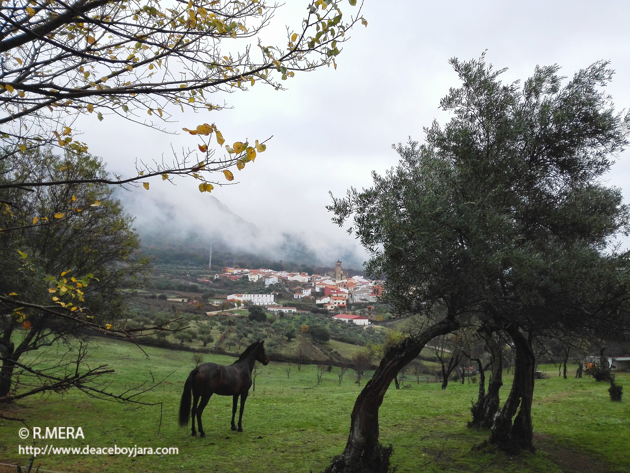 La foto y su pie: La niebla y el caballo