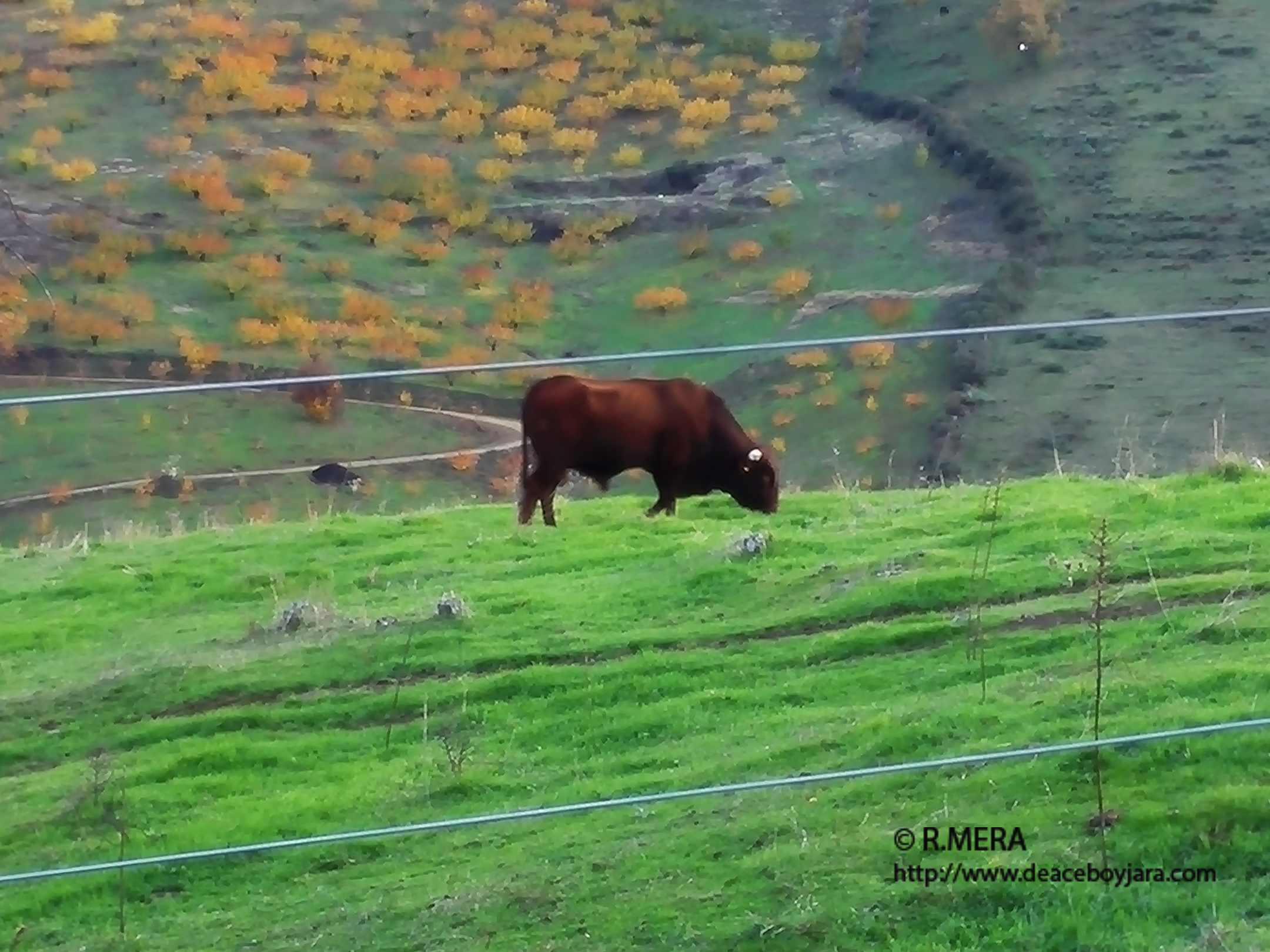 La foto y su pie.- Toro