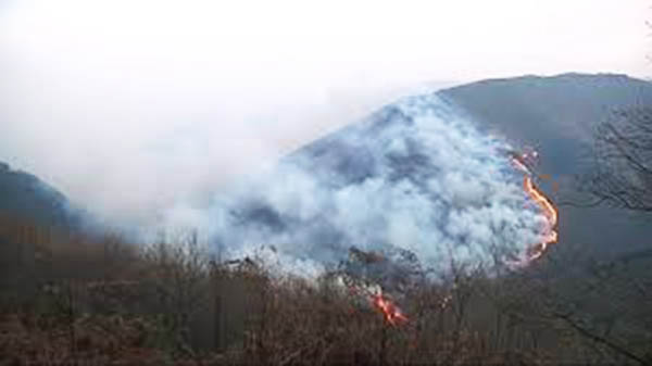 SUROCCIDENTE.- Reclaman la participación de los ganaderos en la gestión de los montes como prevención de incendios