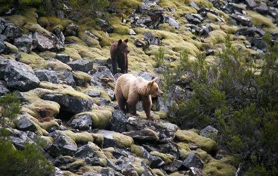 CANGAS DEL NARCEA.- Presencia de 40 osas y 64 crías en la Cordillera Cantábrica