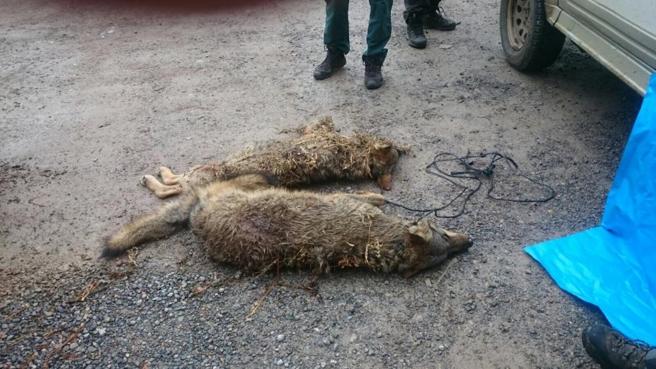 SUROCCIDENTE.- COAG perseguirá legalmente a quienes acusan sin pruebas a los ganaderos de matar lobos