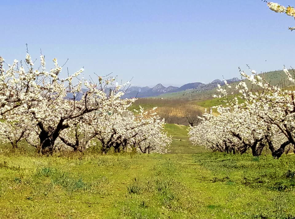 La foto y su pie: Nieve de mayo en las copas de los cerezos