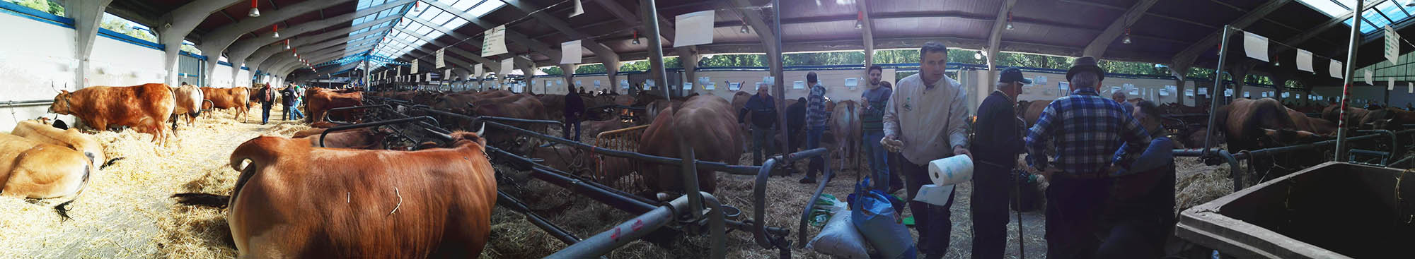 CANGAS DEL NARCEA.-Vacas de pasarela