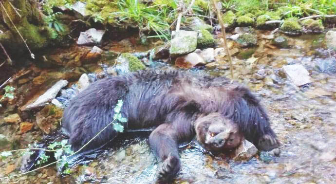 CANGAS DEL NARCEA.- Aparecen dos osos muertos cerca de Combo.