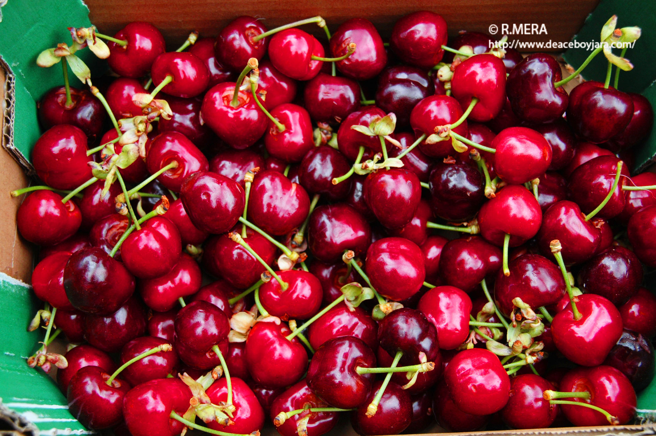 La foto y su pie.- Cerezas