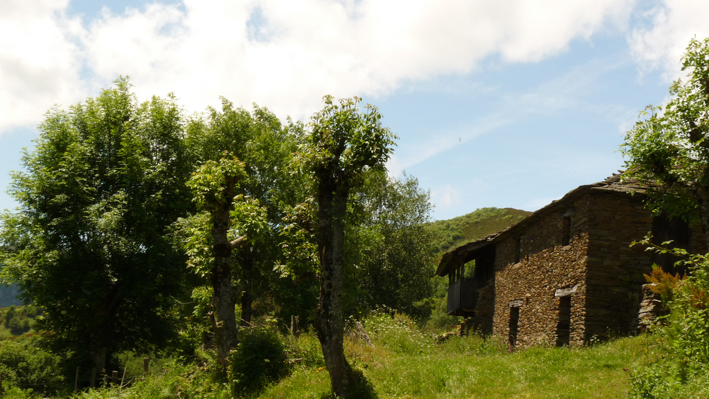 CANGAS DEL NARCEA.- Arbolente eléctrico