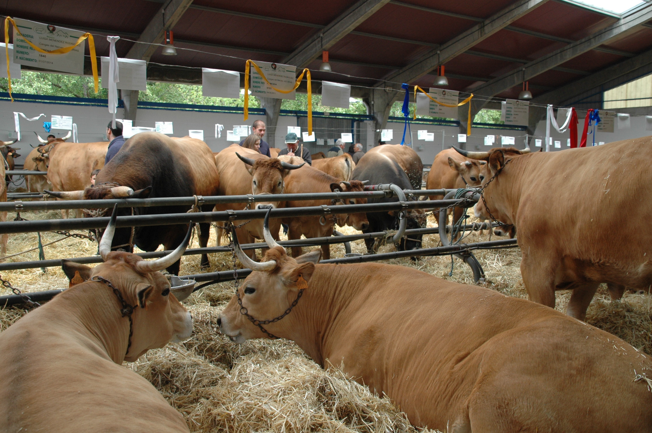 CANGAS DEL NARCEA.- La Asturiana de los Valles alcanza las 100.000 vacas en la región