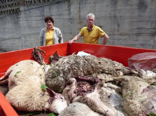 CANGAS DEL NARCEA.- Y el oso atacó de nuevo