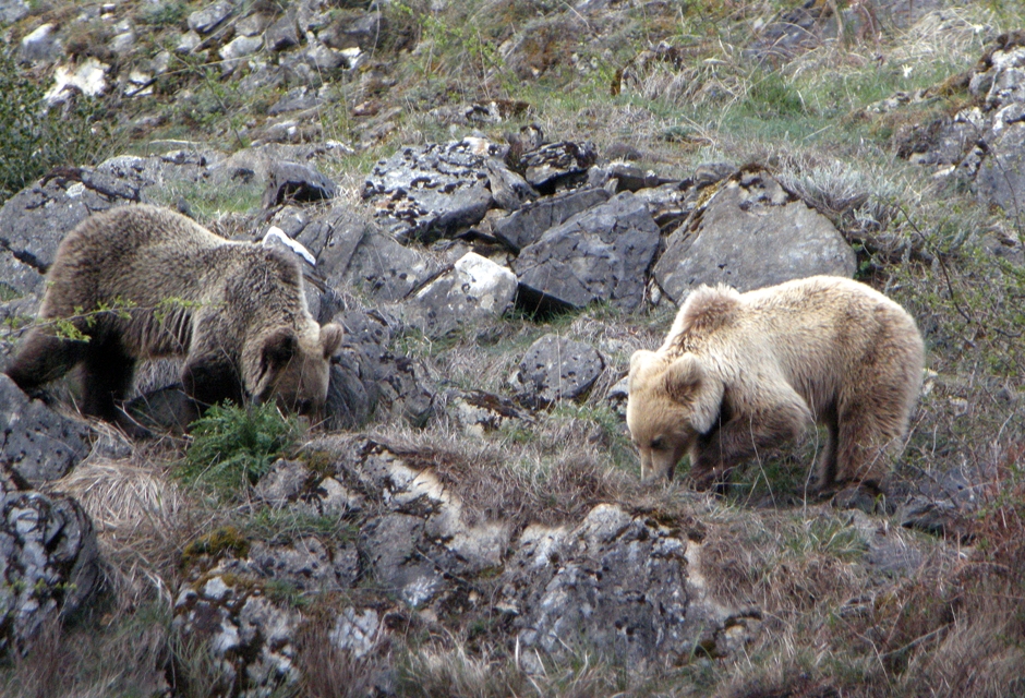 CANGAS DEL NARCEA.- Los ganaderos aseguran que el oso no está en extinción