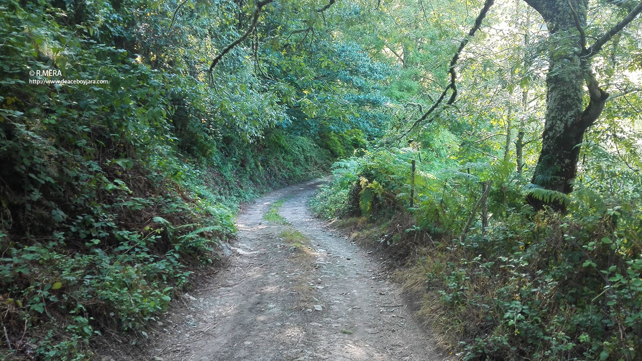 NARCEA/BERZOCANA.- Compartiendo camino con el oso en Larna