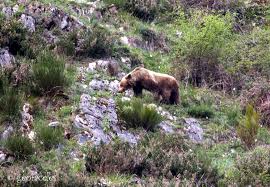 CANGAS DEL NARCEA.- Osos sí, osos no; el dilema ciudad/campo; ecologistas/ganaderos