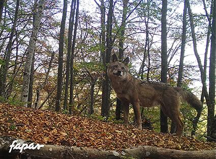 CANGAS DEL NARCEA.- Lobos: ¿Hay muchos o hay pocos?. Depende de quien lo diga