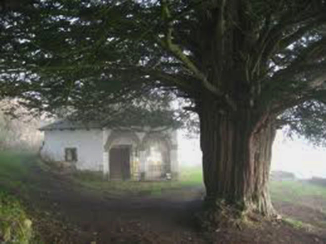 ALLANDE.-Iglesia y tejo de Santa Coloma, históricos