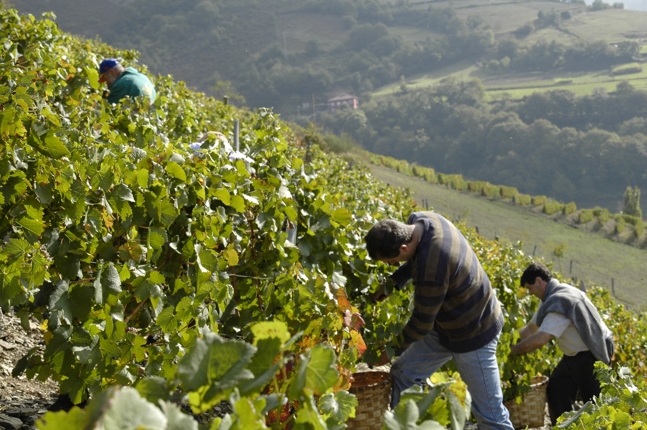 CANGAS DEL NARCEA.- “El gobierno debe apoyar firmemente el vino de Cangas”